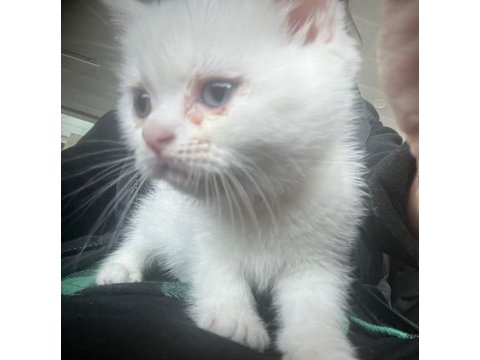British kedi shorthair