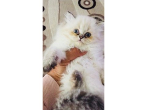 Golden point british longhair süper kalite yavrular