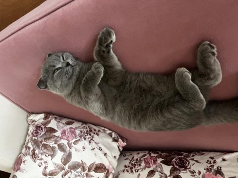 4 aylık sevimli erkek scottish fold kardeşler