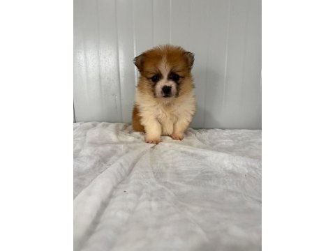 Erkek pomeranian gerçek kalite isteyene