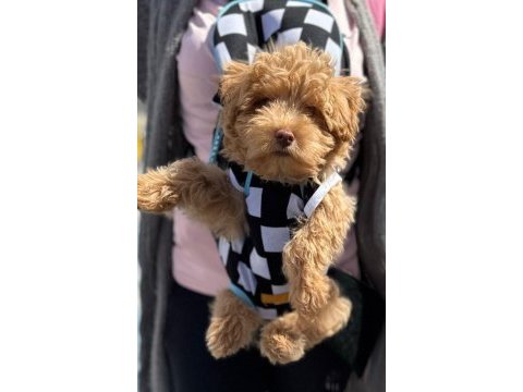 3 aylık maltipoo yavru