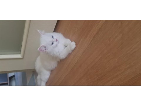 3--4 aylık chinchilla beyaz yavrular