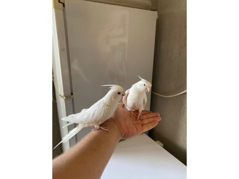 Albino sultan papağanı