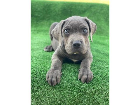 Cane corso dişi köpeğimiz
