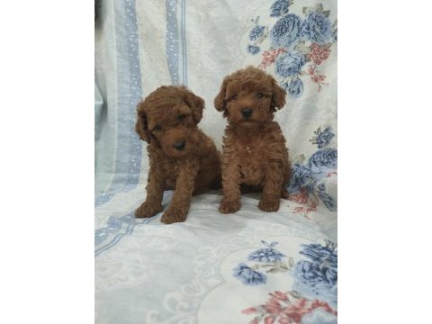 Kaliteli poodle yavrularimiz