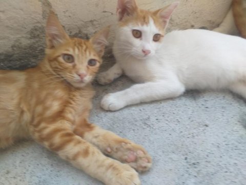 Acil yuva aranıyor tekir