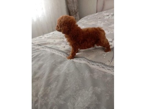Core poodle
