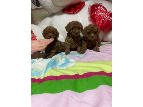 Toy poodle yavrular
