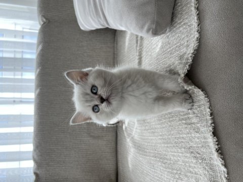 Sevgiyle büyütülmüş british shorthair yavrular