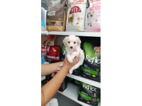 Maltese yavru