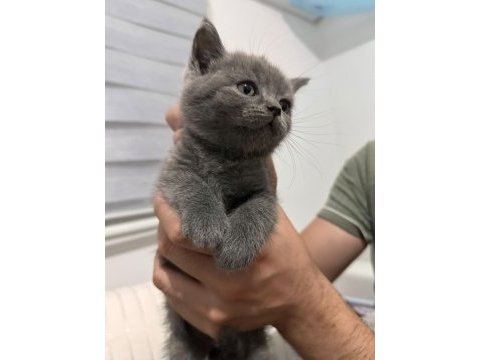 British shorthair 2 erkek ve 1 dişi yavru a kalite