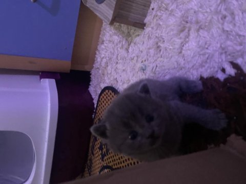 1 aylık british shorthair yavrularım