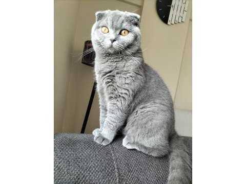 Scottish fold oğlumuz duman için eş arıyoruz