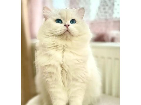 Şecereli british longhair golden yavrular