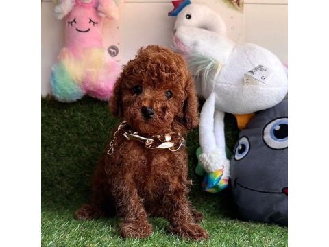 Safkan toy poodle bebekler