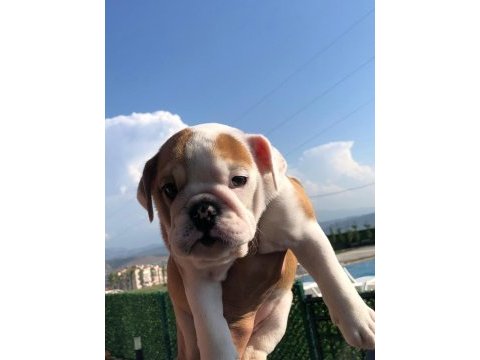 İngiliz bulldog bebeklerimiz