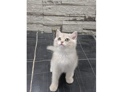 Safkan blue golden british shorthair