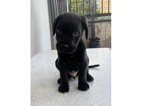 Cane corso black italyan mastifi