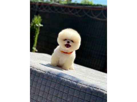 Yavru pomeranian boo köpekler
