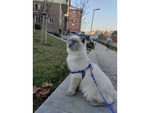 Blue point british longhair oğlumuza eş arıyoruz