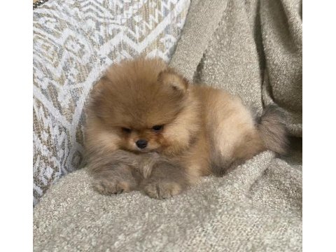 Pomeranian boo yavrularımız yeni yuvasını arıyor