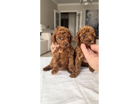 Toy poodle ırk garantili red ve red brown yavrular