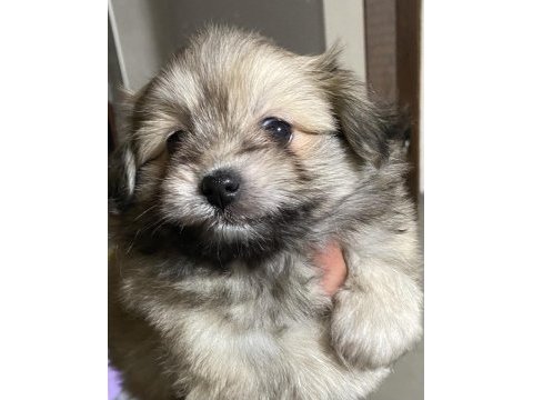 Pomeranian yavru köpeklerimiz