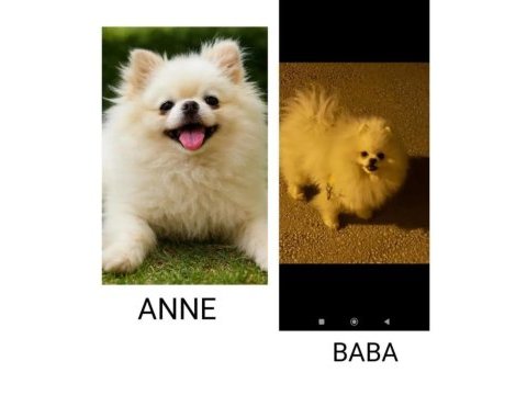 Süt beyaz tea cup pomeranian uyguna yavrular