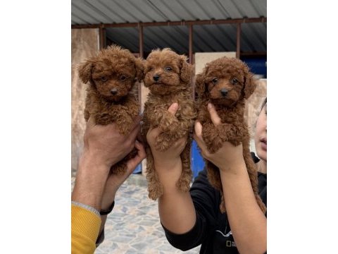 Toy poodle yavrularımız