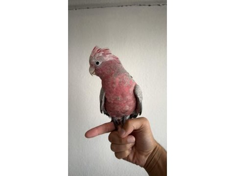 Ful evcil yavru gül kakadu