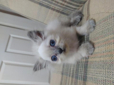 Yavru güzel british longhair