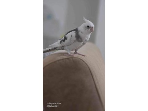 Heawy wi-fi 4 aylık full evcil erkek konuşan sultan papağanı