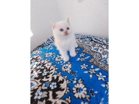 2 aylık british shorthair beyaz yavrular