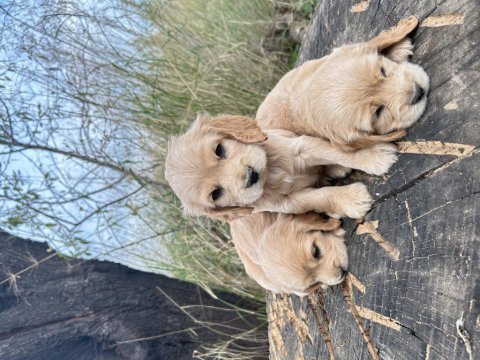 Safkan cocker köpekler