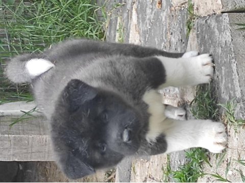 Amerikan akita yavrular