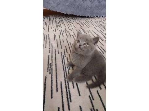 A kalite british shorthair yavru sahiplendirilecek