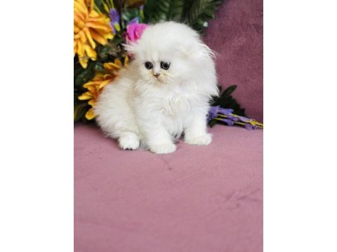 Orijinal scottish fold