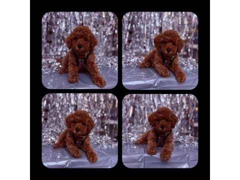 Toy poodle yavrular