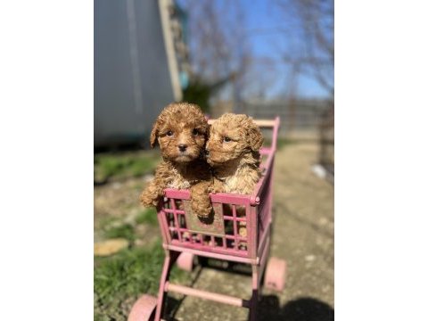 Toy poodle yavrularımız