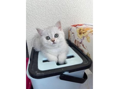 Kendi yavrum anne ve baba ile birlikte british shorthair