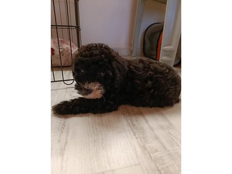 2 aylık poodle ayarında maltipoo