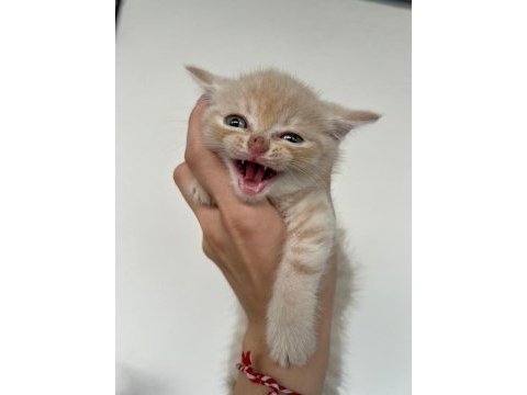 Scottish fold golden yavru