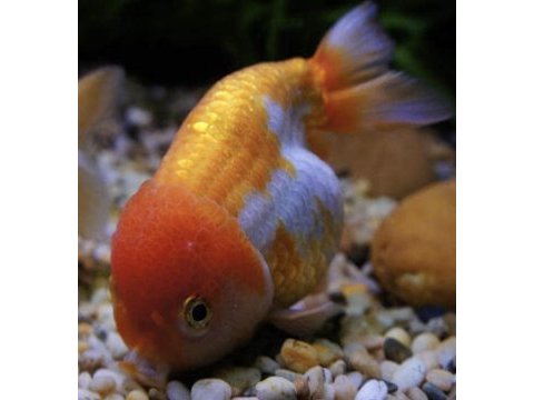 Oranda japon balığı
