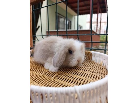 Hollanda teddy lop tavşan yavrular