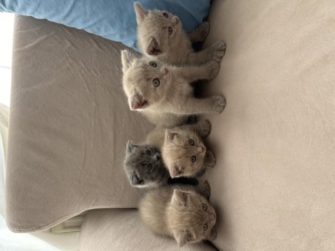 Güzel yavru kedilerimize yuva