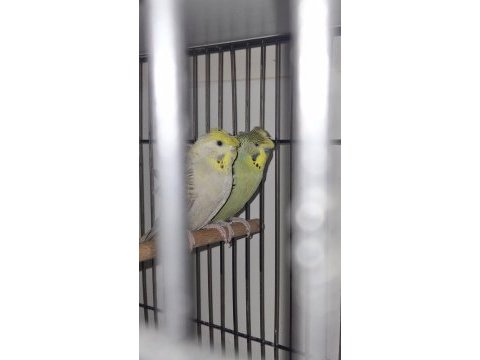 Çift - tek muhabbet kuşu satılıktır sağlıklı