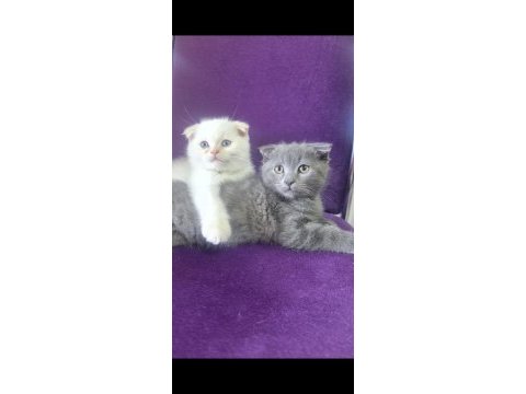 Koca kafalı kediler