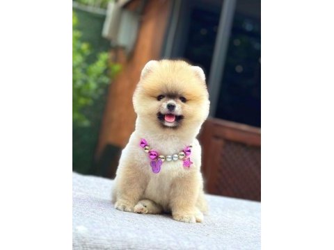 Turuncu pomeranian boo gülen yüz