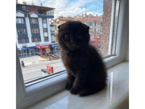 Çikolata renkli scottish fold yavrumuz yuvasını arıyor