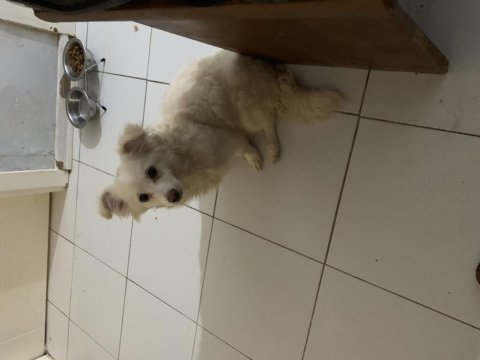 Spitz köpek